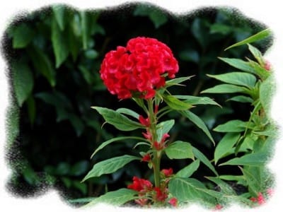 Inflorescencia aterciopelada y ondulada de la cresta de gallo roja