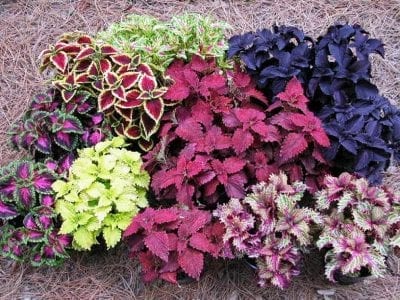 Hojas de cóleo con distintos colores y jaspeados