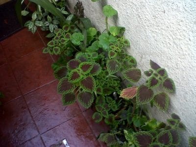 Cretona cultivada en interior junto a una ventana