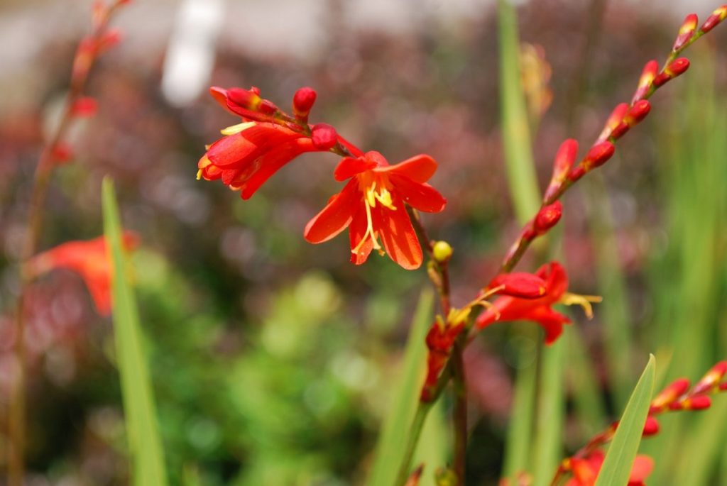 Variedad de crocosmia de flor roja en el jardín