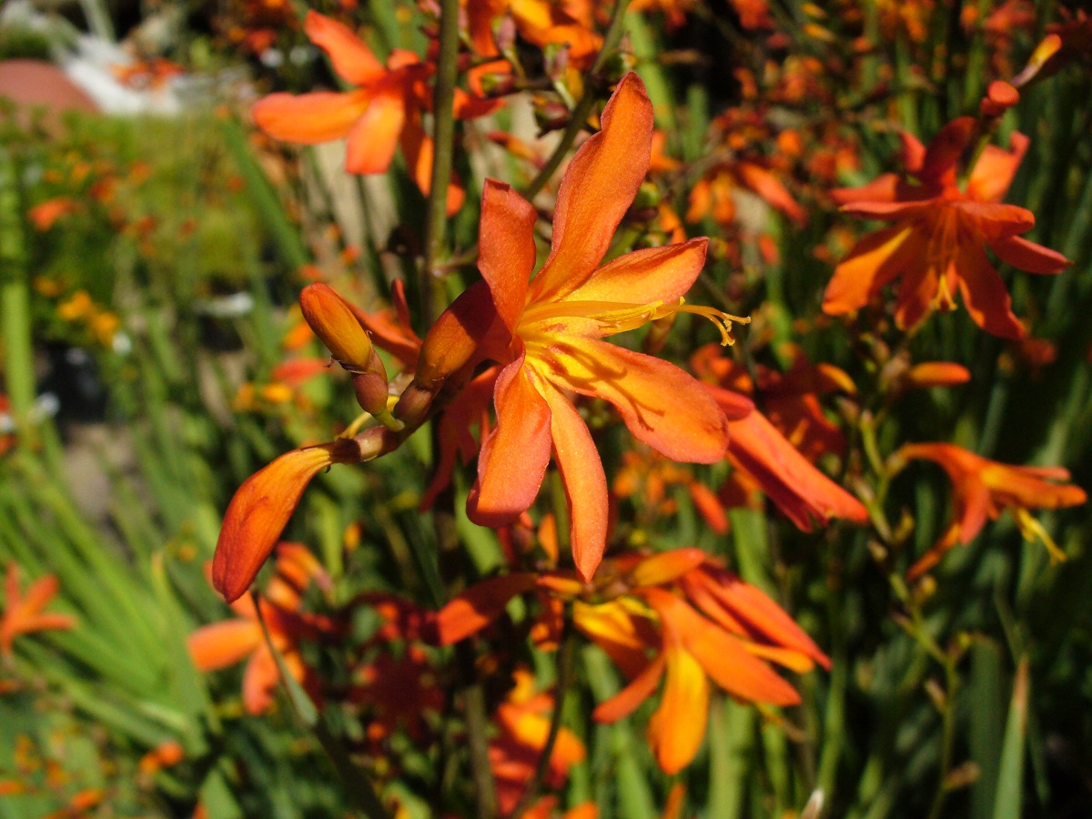 Crocosmia: cultivo, floración y cuidados paso a paso