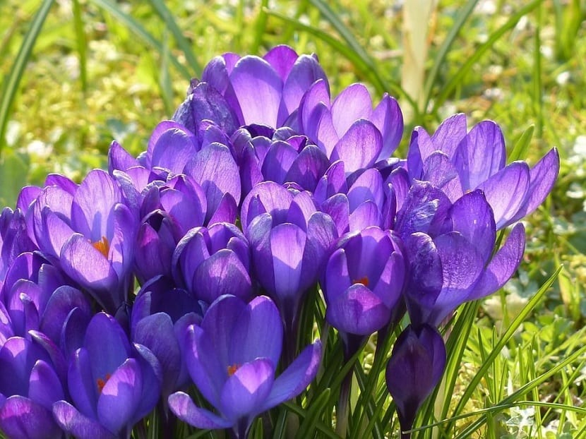 Distintos colores de flor en plantas del género Crocus