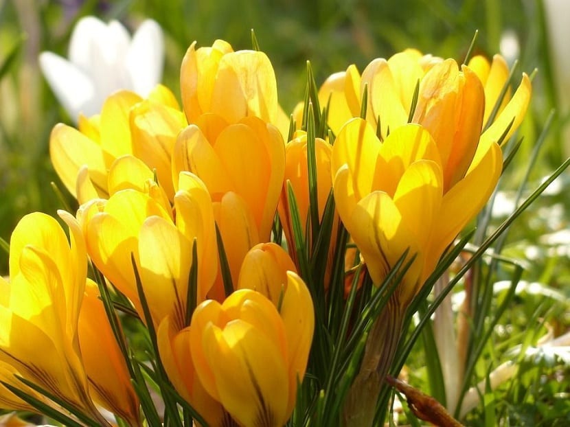 Flores de Crocus abiertas al sol de finales de invierno
