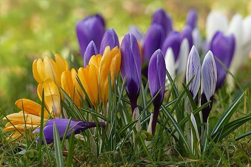 Crocus: especies, plantación y cuidados en el jardín