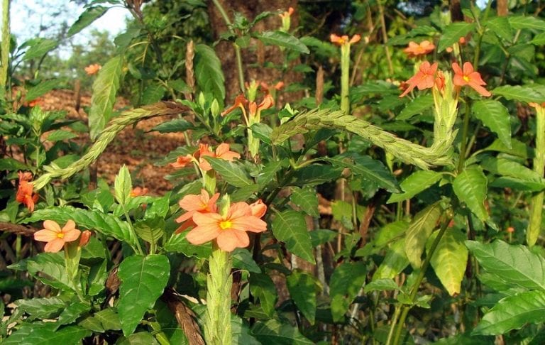 Espigas florales de Crossandra en plena floración