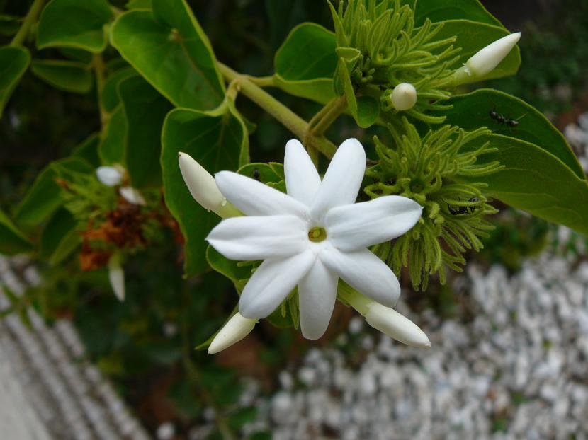 Flores blancas de Jasminum multiflorum