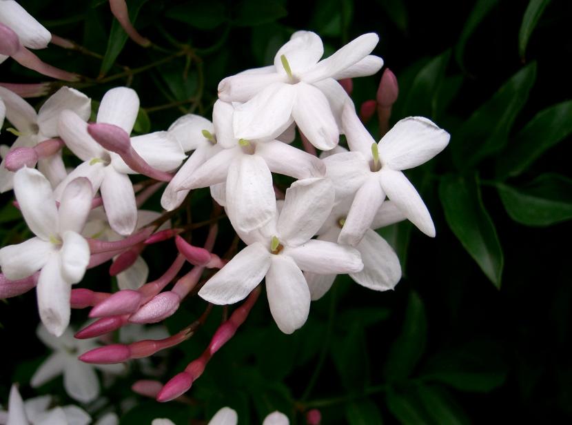 Significado de la flor de jazmín y especies reales