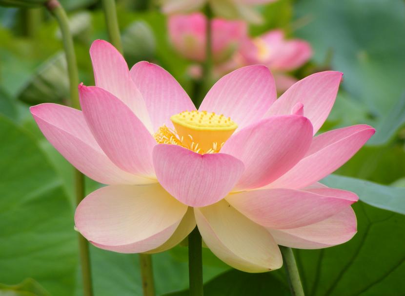 Significado de la flor de loto y cómo cultivarla