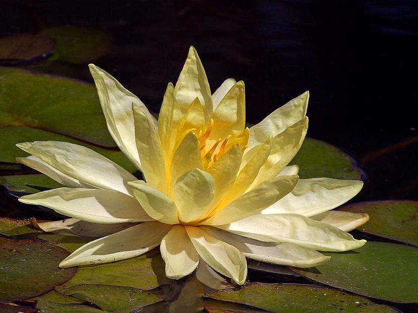 Loto amarillo con el receptáculo cónico visible en el centro
