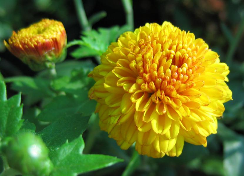 Dalia amarilla de pétalos densos