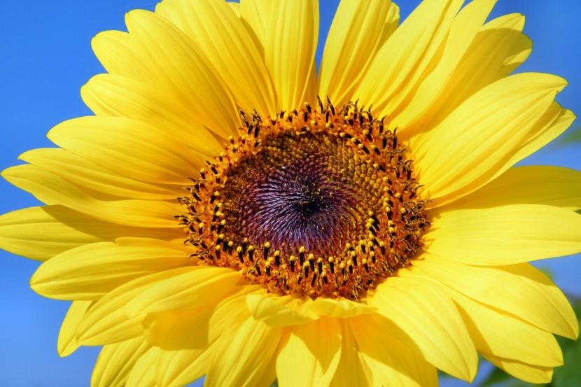 Girasol amarillo abierto a pleno sol