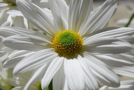 Flor blanca abierta con el centro amarillo