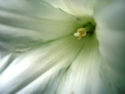 Flor blanca de interior en detalle