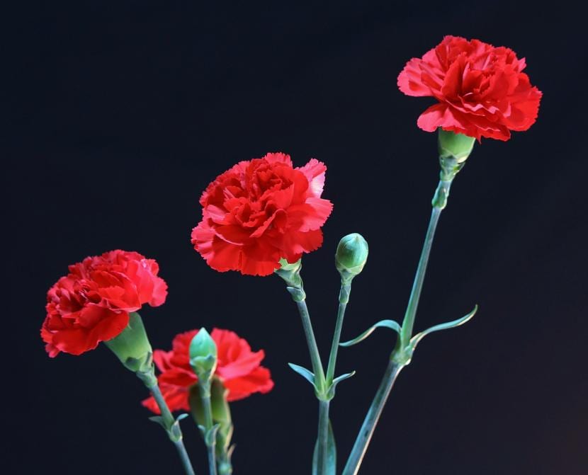 Significado de los claveles rojos: amor, historia y símbolo
