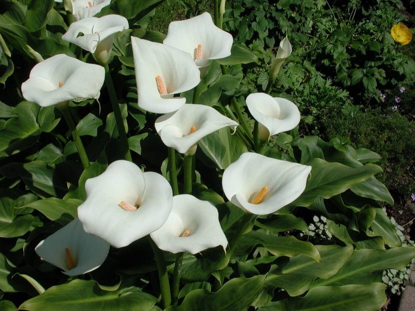 Significado del lirio blanco: simbología, usos y cuidados