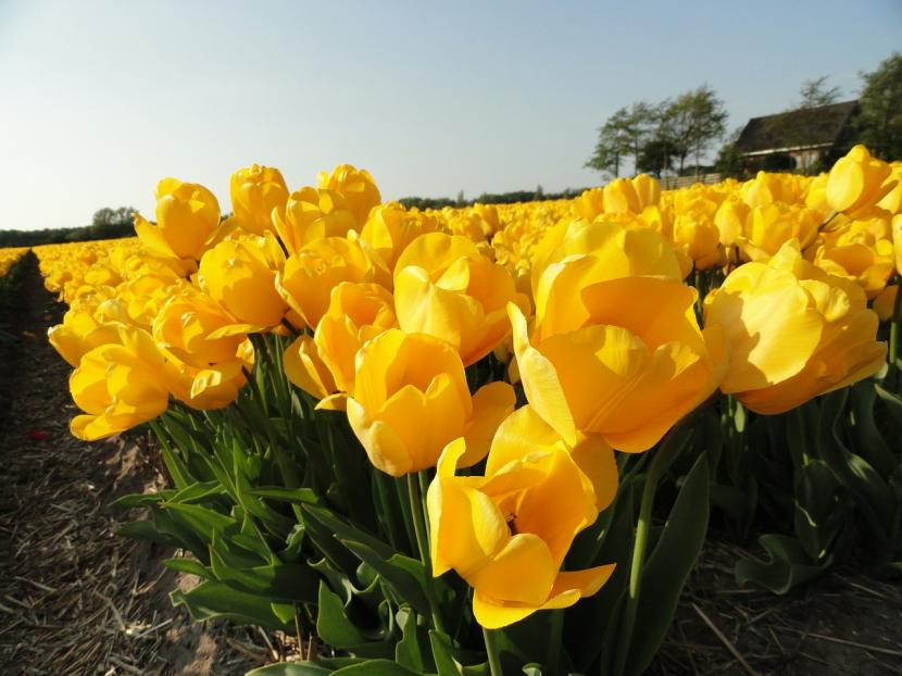 Significado del tulipán amarillo: qué dice de verdad