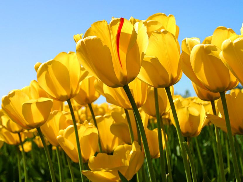Ramo de tulipanes amarillos abiertos al sol