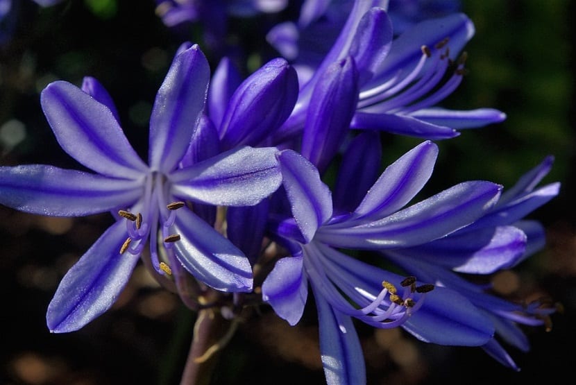 Partes de la flor: cáliz, corola, androceo y gineceo