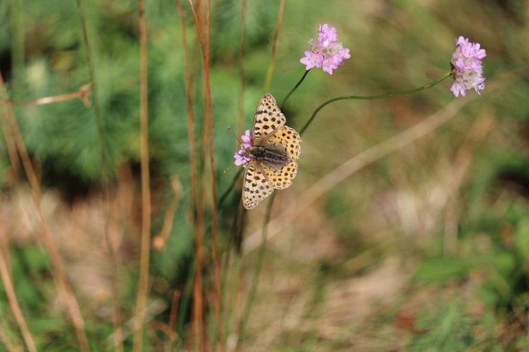 Mariposa posada sobre una flor mientras liba néctar