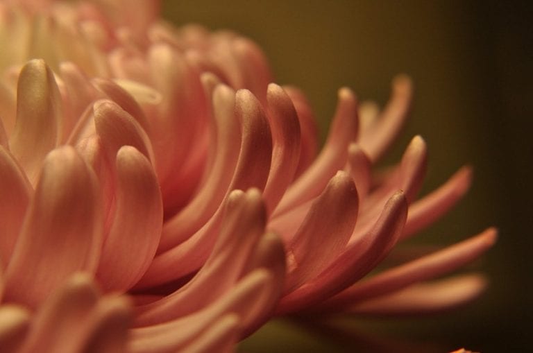 Estambres y pétalos de una flor abierta vistos de cerca