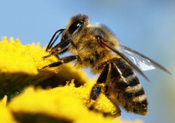 Flores para abejas: qué plantar y qué evitar en España