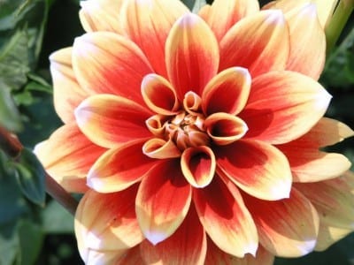 Flor de dalia rosa con pétalos concéntricos