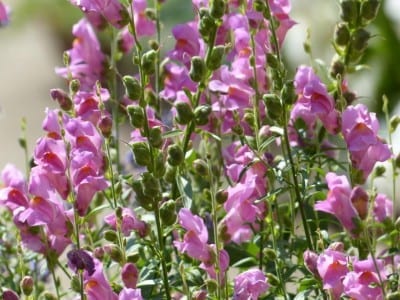 Espigas florales de Antirrhinum majus