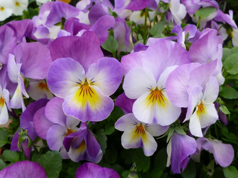 Flores de primavera: qué florece de febrero a junio