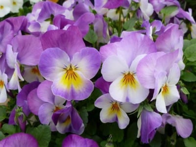 Pensamientos en flor con pétalos de varios colores
