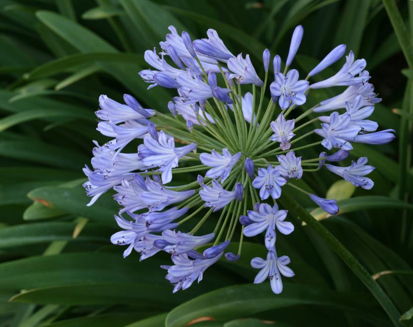 Inflorescencia azul de Agapanthus en flor durante el verano