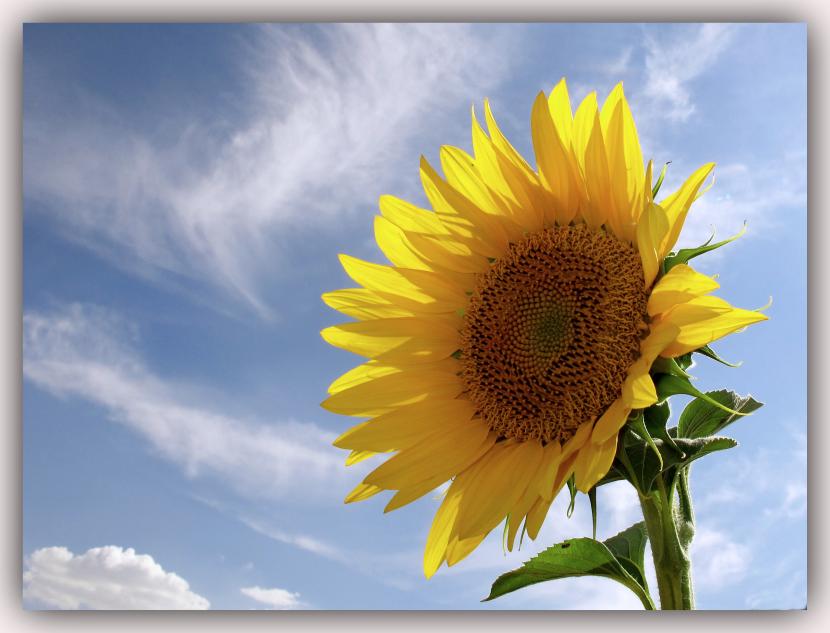 Flores de verano: qué florece de junio a septiembre