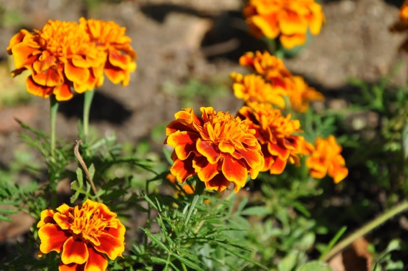 Flores anaranjadas de Tagetes en plena floración de verano