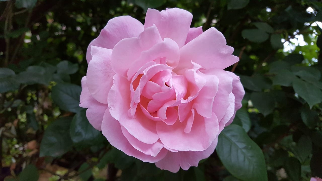 Rosal de color rosa en floración