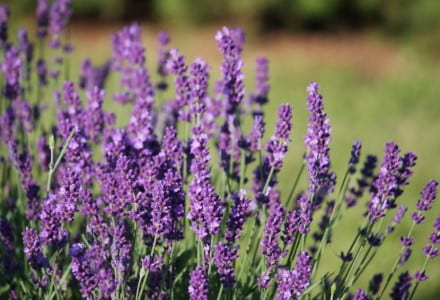Espigas de lavanda en flor