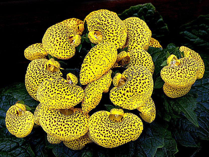 Calceolaria de flores amarillas moteadas