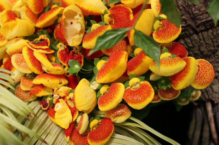 Calceolaria en flor con sus característicos zapatitos