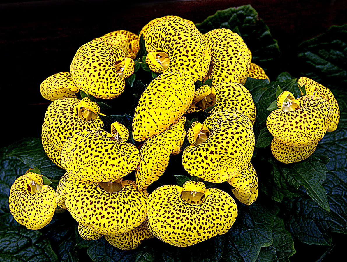 Cuidados de la calceolaria: temperatura, luz, riego y abono