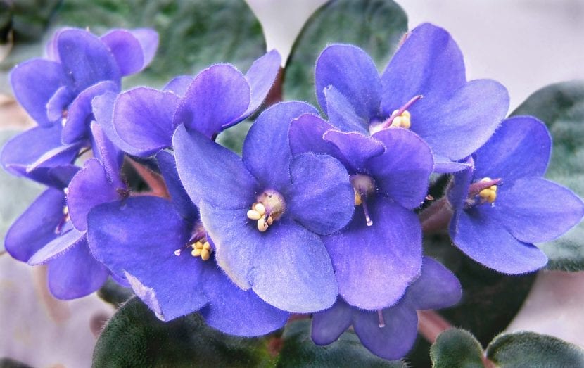 Detalle de las flores violetas de Streptocarpus ionanthus