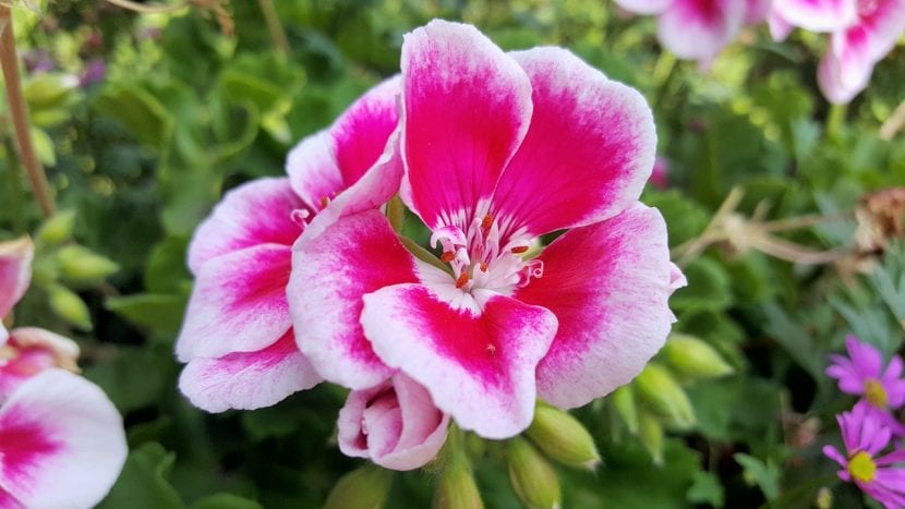 Detalle de una flor de geranio
