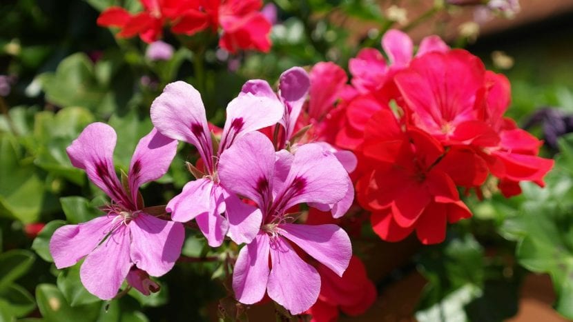 Geranios en flor en un balcón