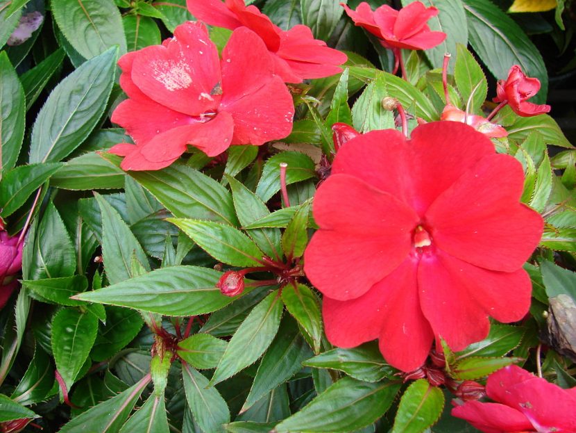 Alegría guineana de flor roja en maceta