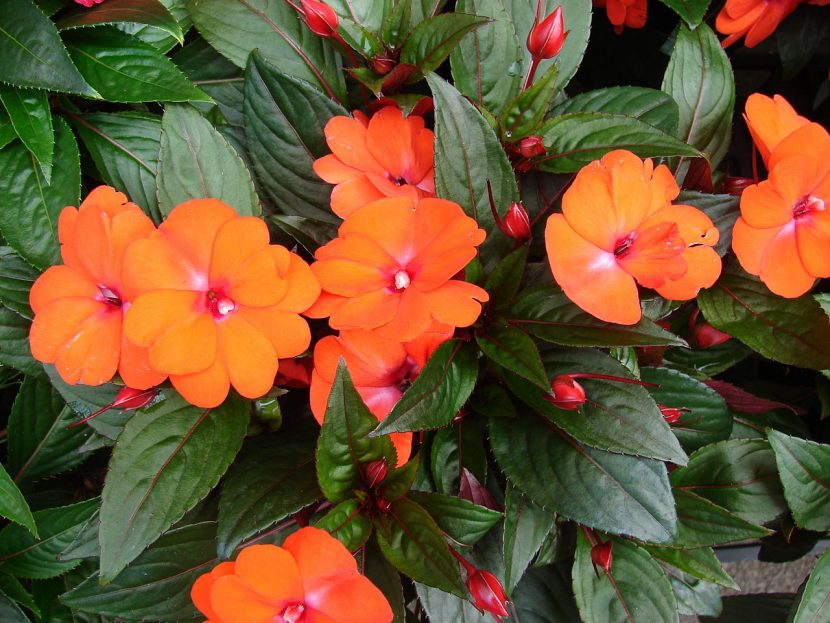 Flores de Impatiens hawkeri o alegría guineana