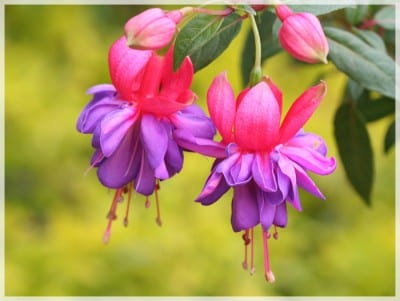 Fuchsia magellanica en flor, la especie más resistente al frío
