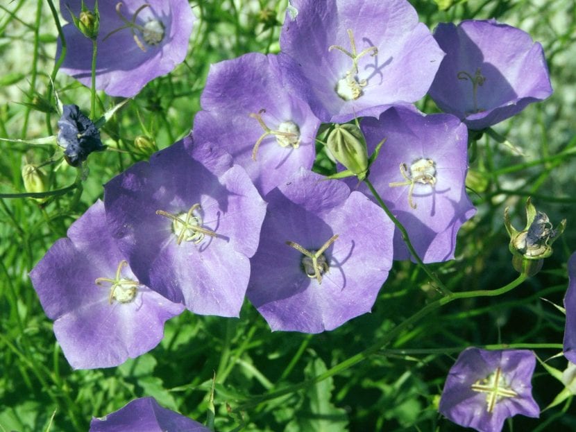 Mata de Campanula carpatica en flor con campanillas azules abiertas hacia arriba