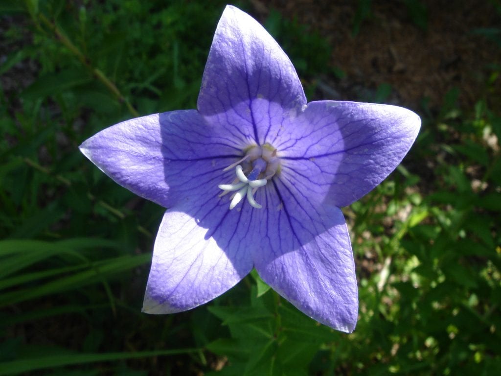 Farolillo de los Cárpatos: cuidados de la Campanula carpatica