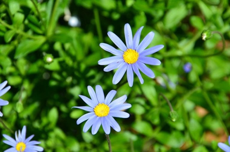 Detalle de la flor de la felicia