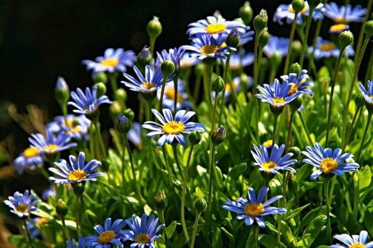 Margaritas azules en flor