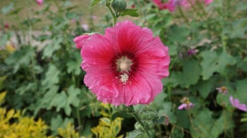 Flor de malva real en primer plano
