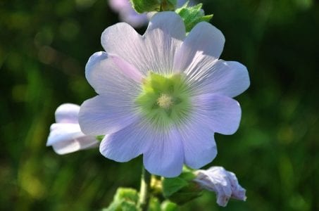 Vara florida de malva real o malvarrosa