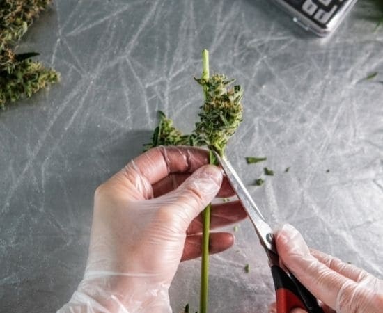 Cannabis medicinal en España: qué dice la norma